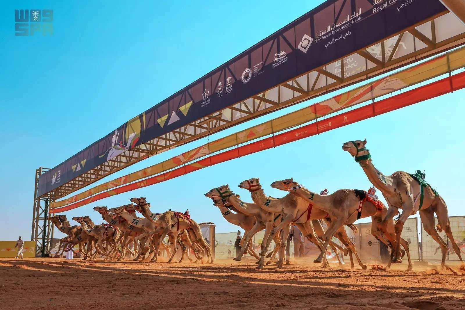 صدارة سعودية بـ 54 شوطًا في مهرجان خادم الحرمين الشريفين للهجن